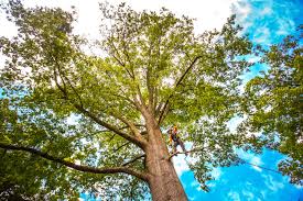 Best Palm Tree Trimming  in Thief River Falls, MN