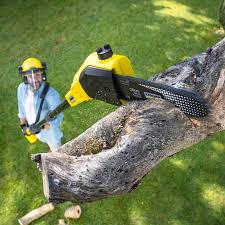 Trusted Thief River Falls, MN Tree Removal Experts