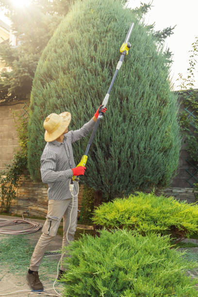 Best Commercial Tree Services  in Thief River Falls, MN