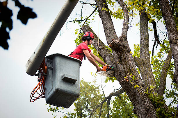 Best Stump Grinding and Removal  in Thief River Falls, MN