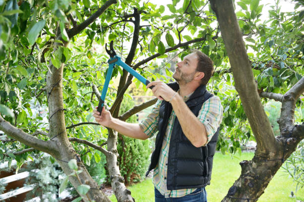 Best Fruit Tree Pruning  in Thief River Falls, MN